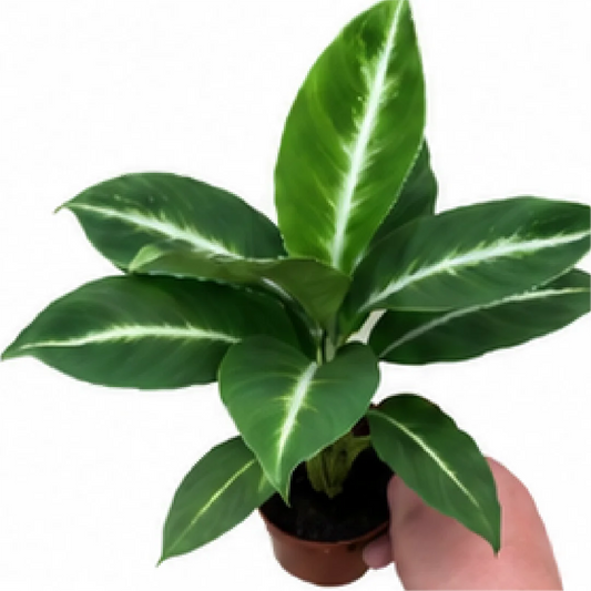 Anthurium White Stripe Peace Lily – Tissue Culture