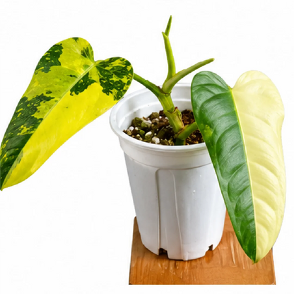 Philodendron Domesticum Variegated – Tissue Culture