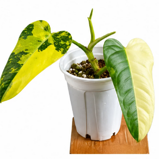 Philodendron Domesticum Variegated – Tissue Culture