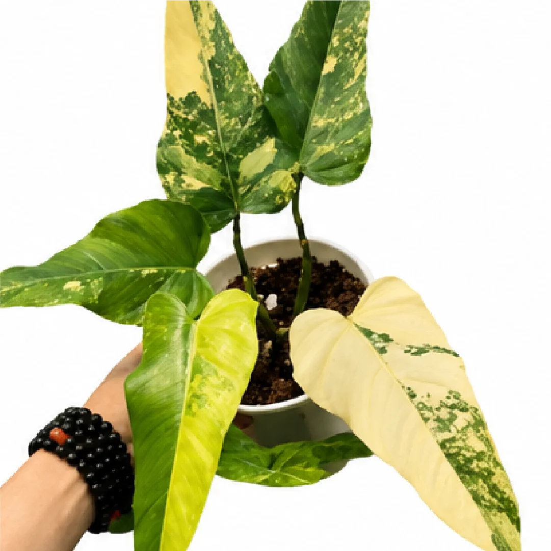 Philodendron Domesticum Variegated – Tissue Culture