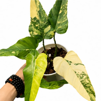 Philodendron Domesticum Variegated – Tissue Culture