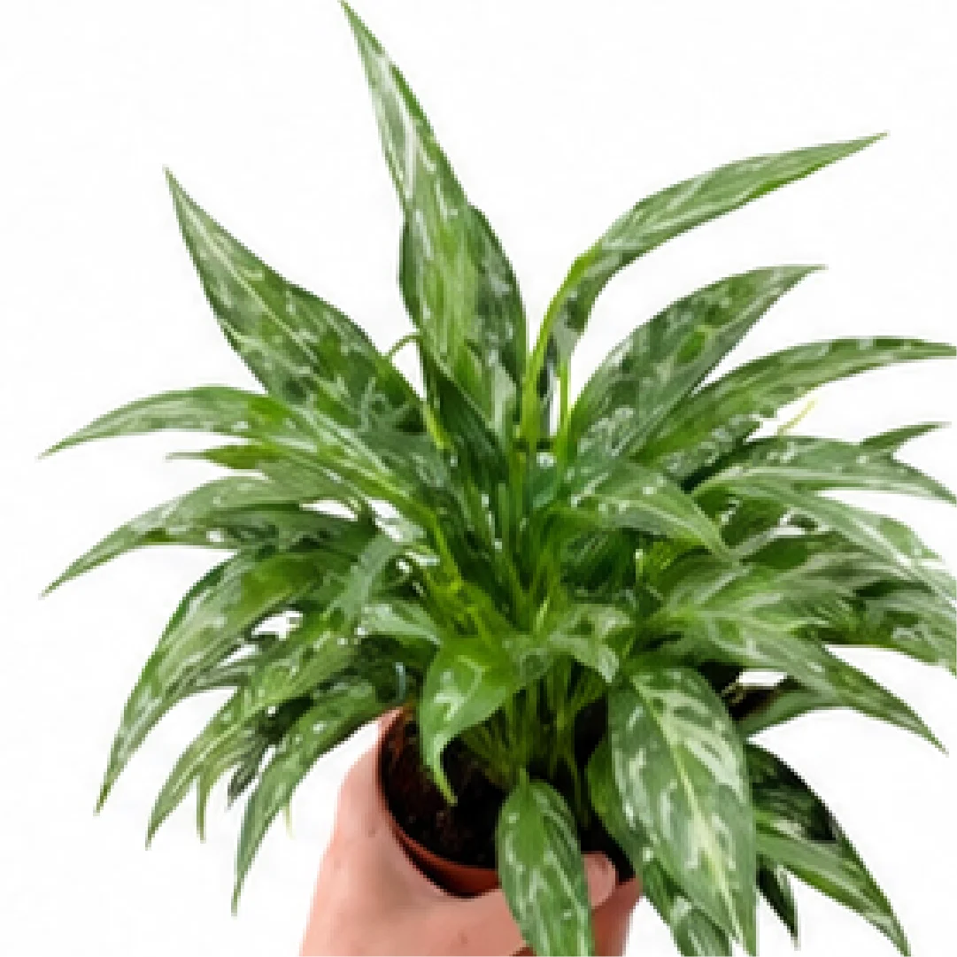 Spathiphyllum Galaxy – Tissue Culture