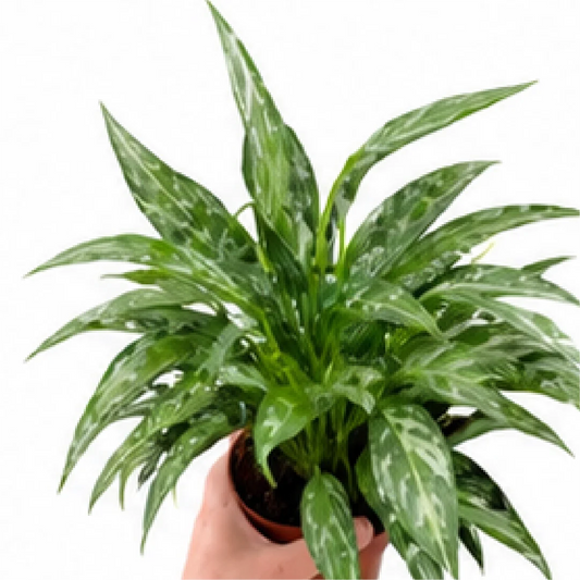 Spathiphyllum Galaxy – Tissue Culture