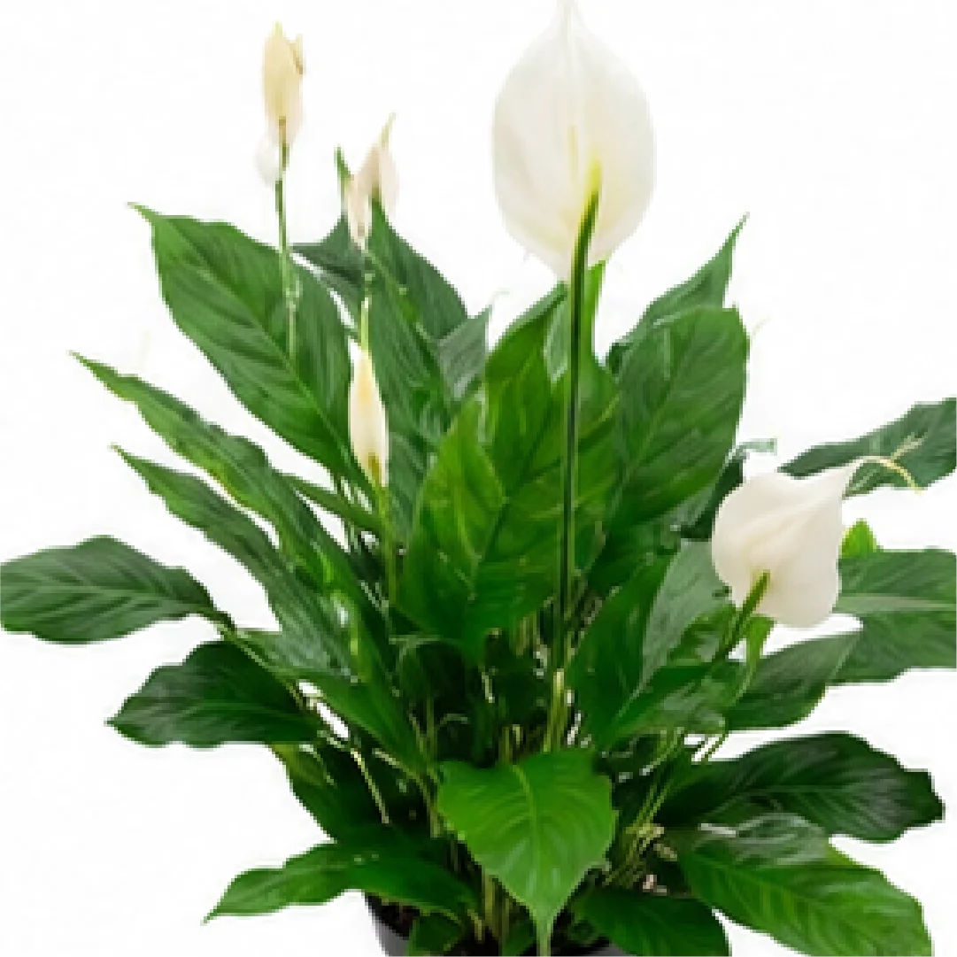 Spathiphyllum Galaxy – Tissue Culture