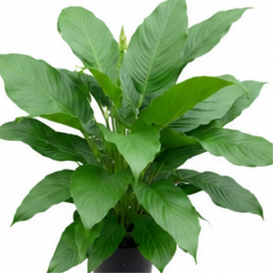 Spathiphyllum Princess – Tissue Culture