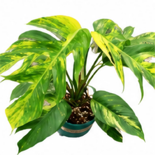 Epipremnum 'Fire Flame' – Tissue Culture
