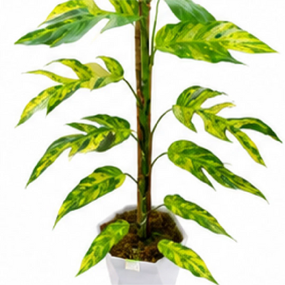 Epipremnum 'Fire Flame' – Tissue Culture