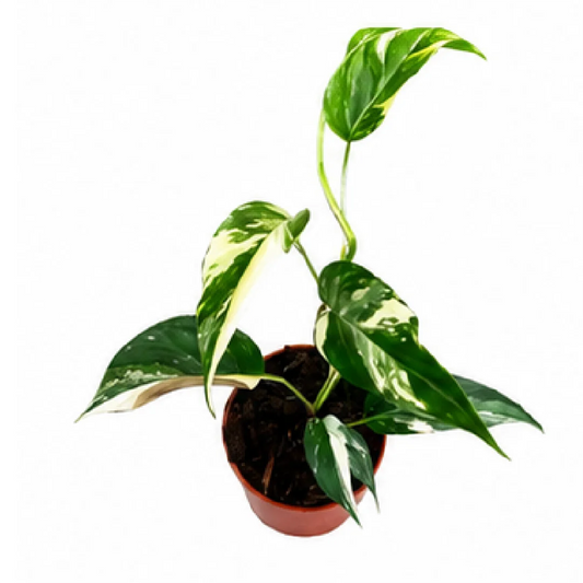 Epipremnum Pinnatum Var (Grade B) – Tissue Culture