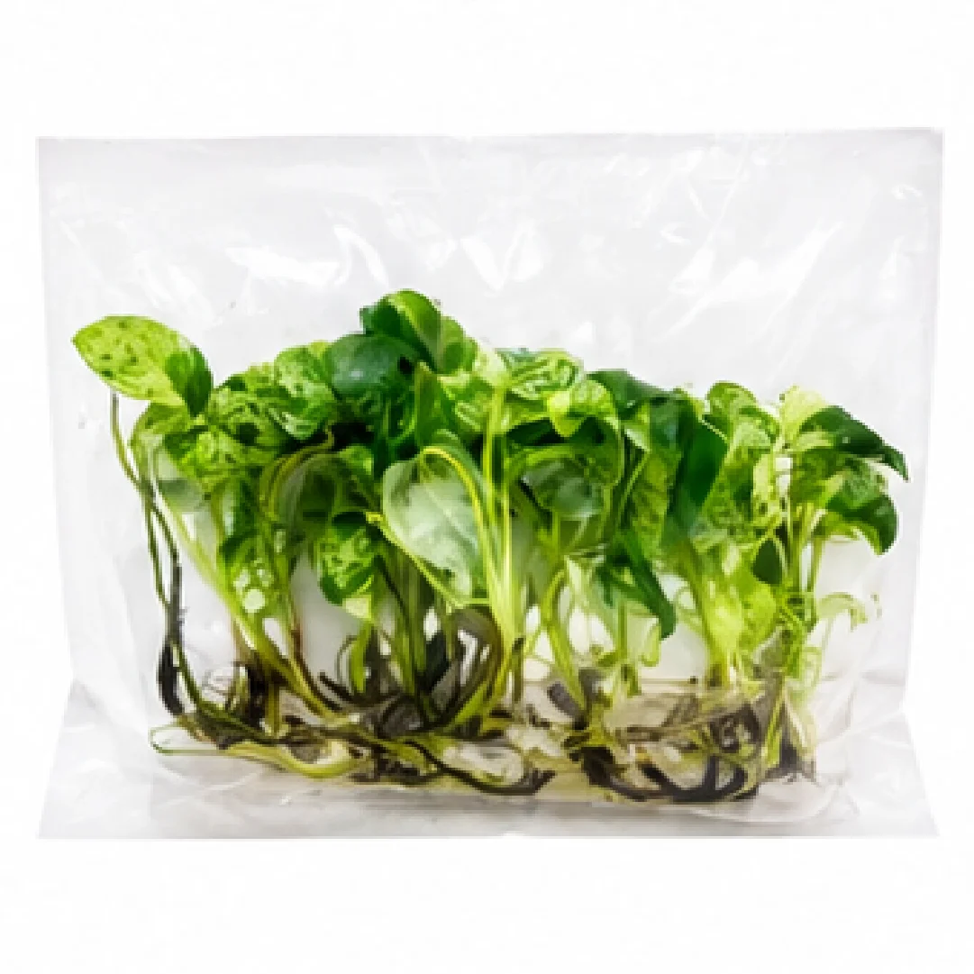 Epipremnum Pinnatum Marble – Tissue Culture