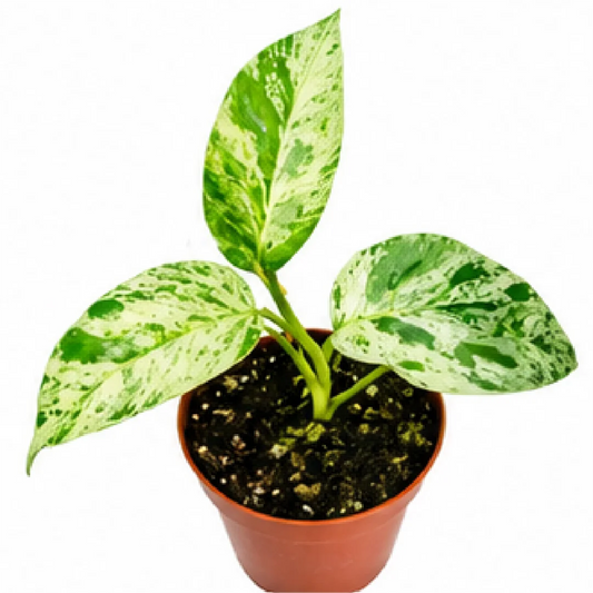 Epipremnum Pinnatum Marble – Tissue Culture