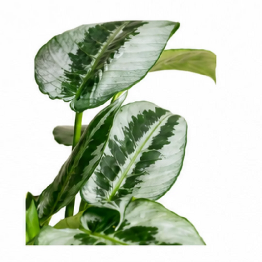 Schismatoglottis 'Silver Indukan' – Tissue Culture