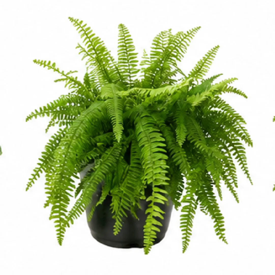 Macho Fern (Nephrolepis biserrata) – Tissue Culture
