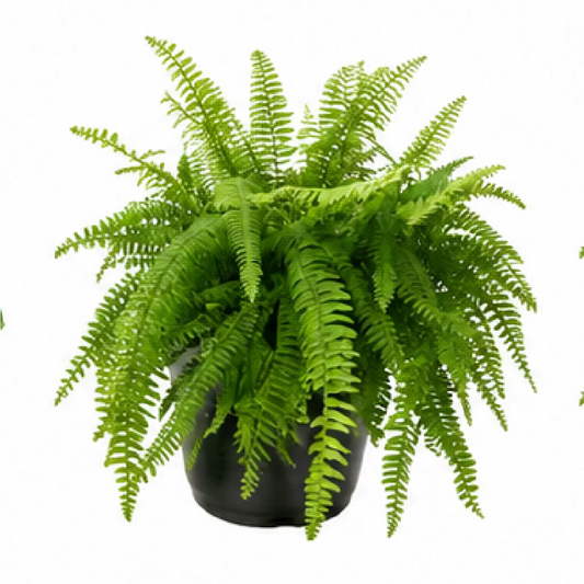 Macho Fern (Nephrolepis biserrata) – Tissue Culture