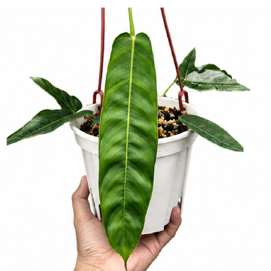 Philodendron (PP) – Tissue Culture