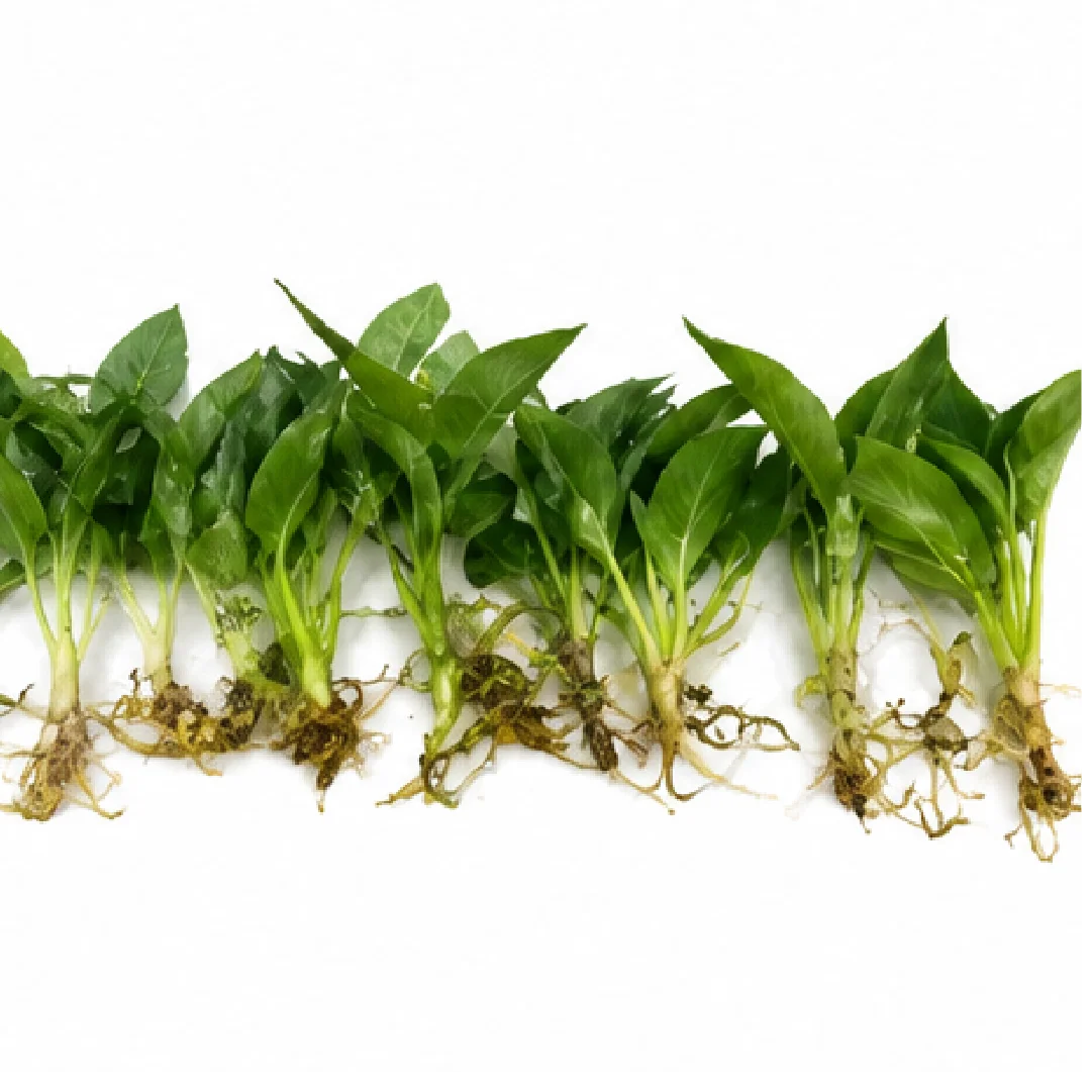 Philodendron Spiritus Sancti – Tissue Culture