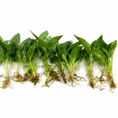 Philodendron Spiritus Sancti – Tissue Culture