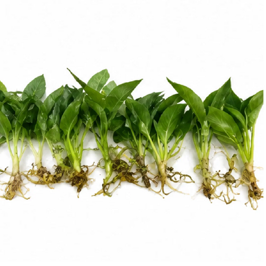 Philodendron Spiritus Sancti – Tissue Culture