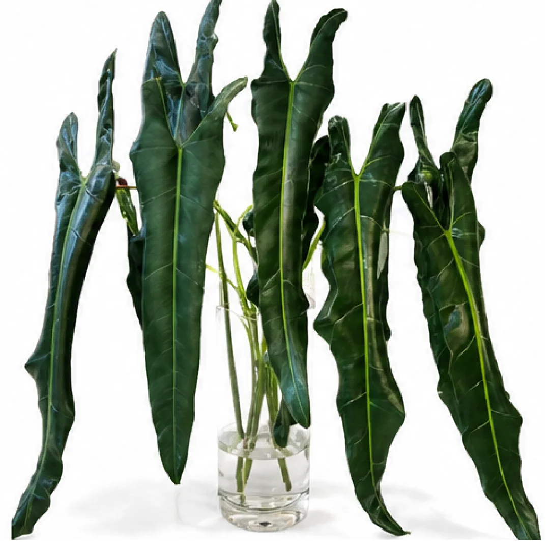 Philodendron Spiritus Sancti – Tissue Culture