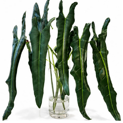 Philodendron Spiritus Sancti – Tissue Culture