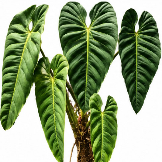 Philodendron Esmeraldense – Tissue Culture