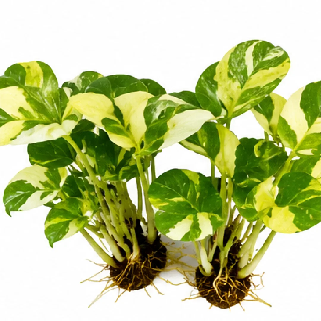 Philodendron Forest of White