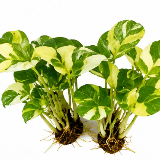 Philodendron Forest of White