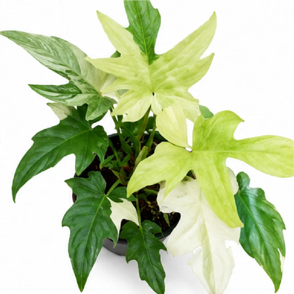 Philodendron Florida Ghost