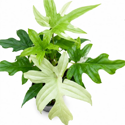 Philodendron Florida Ghost