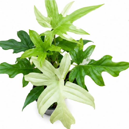 Philodendron Florida Ghost