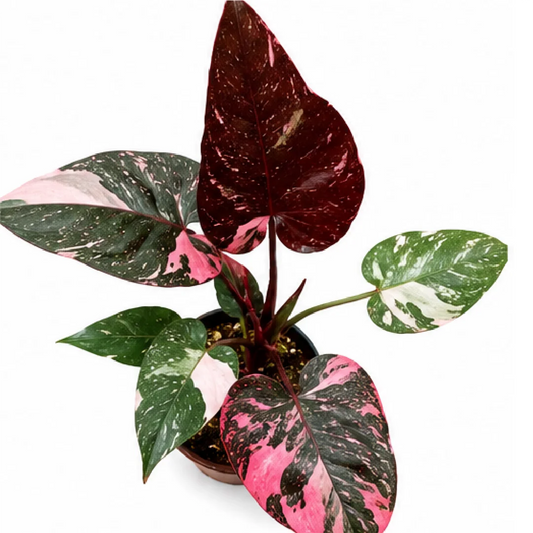 Philodendron Pink Princess Galaxy