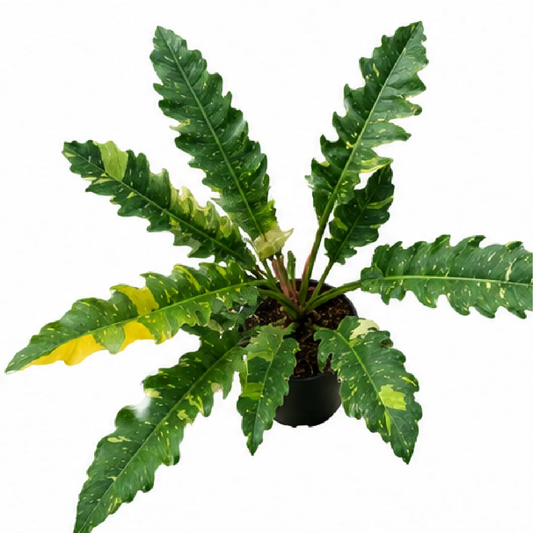 Philodendron Ring of Fire Var