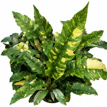 Philodendron Ring of Fire Var