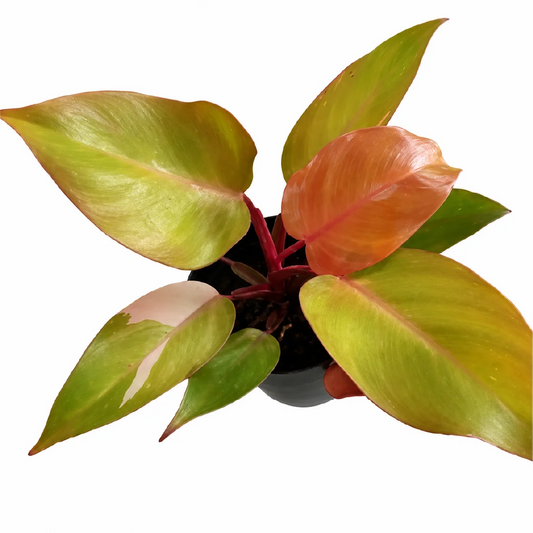 Philodendron Persimmon Princess Tissue Culture