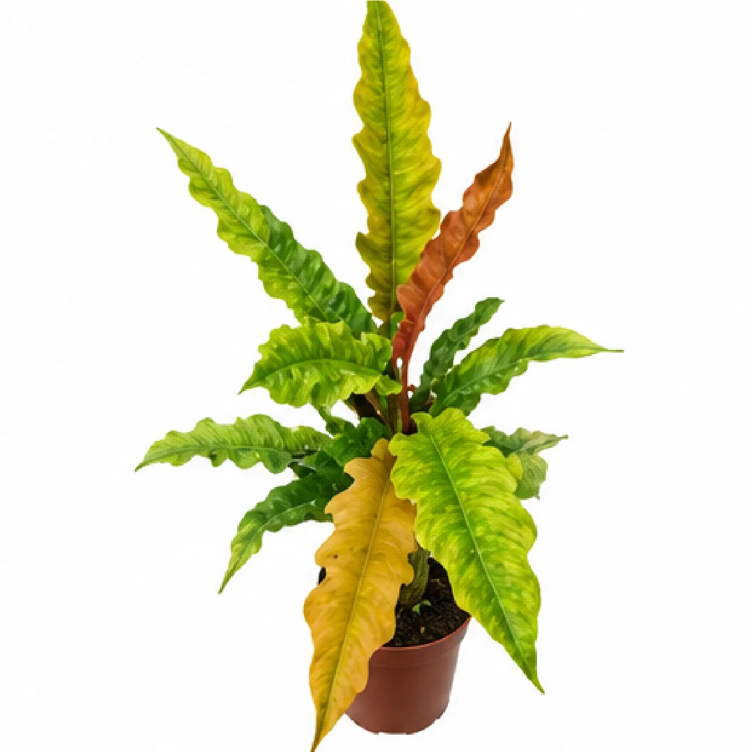Philodendron Ring of Fire Var Matcha