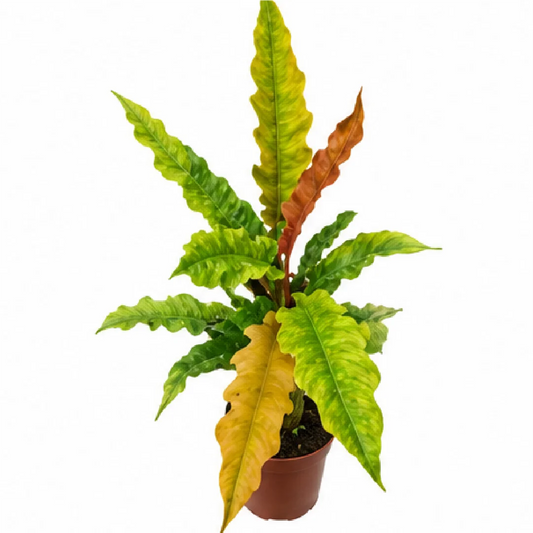 Philodendron Ring of Fire Var Matcha