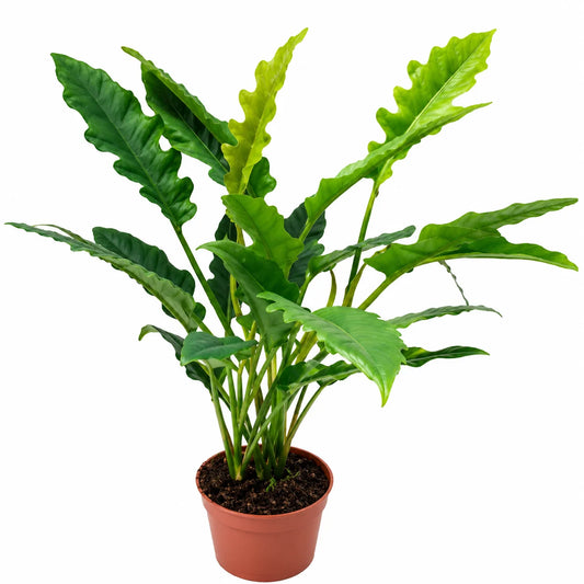 Philodendron Wendlandii/ Philodendron Narrow