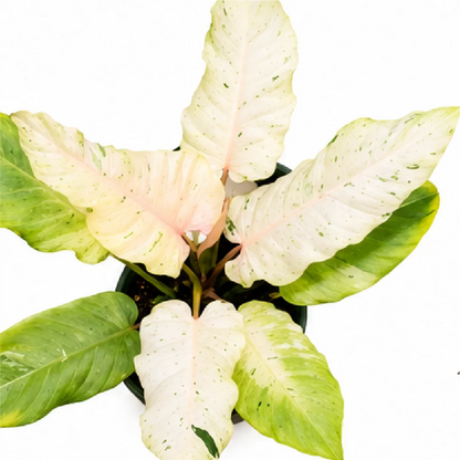 Philodendron Snowdrift