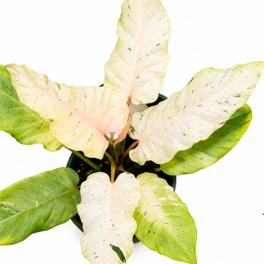 Philodendron Snowdrift