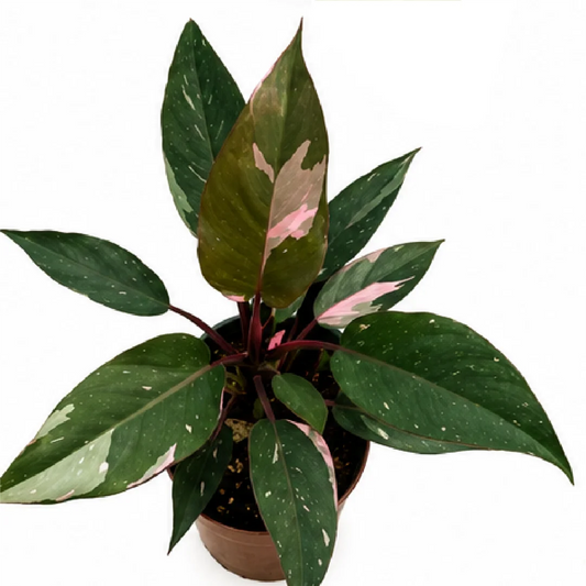 Philodendron Pink Princess