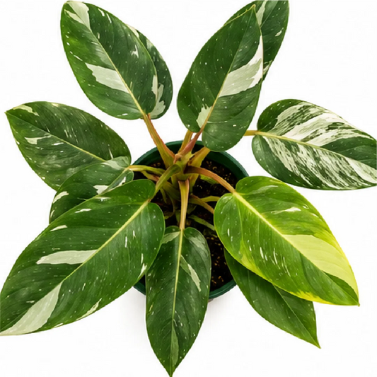 Philodendron White Princess