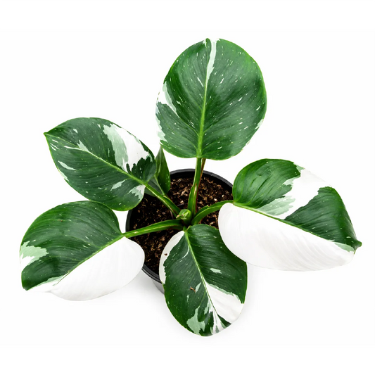 Philodendron White Wizard