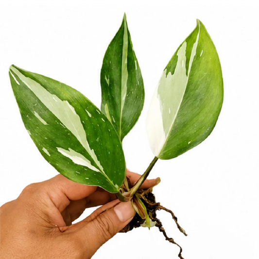 Philodendron White Knight