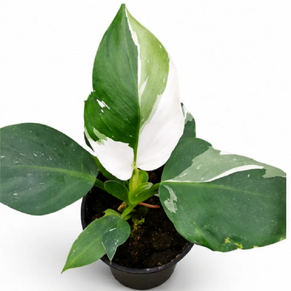 Philodendron White Knight