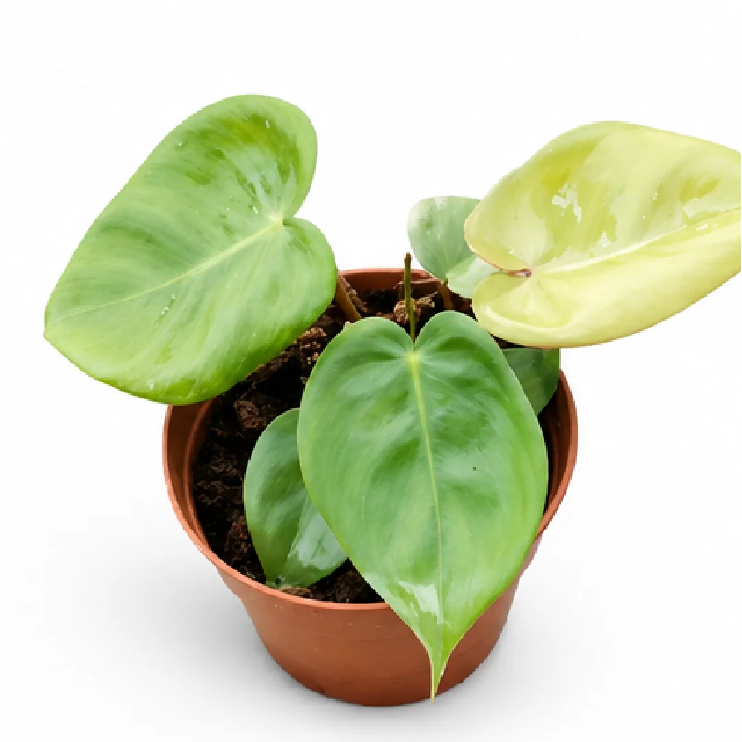 Philodendron Billietiae Croat X Pastazanum Silver