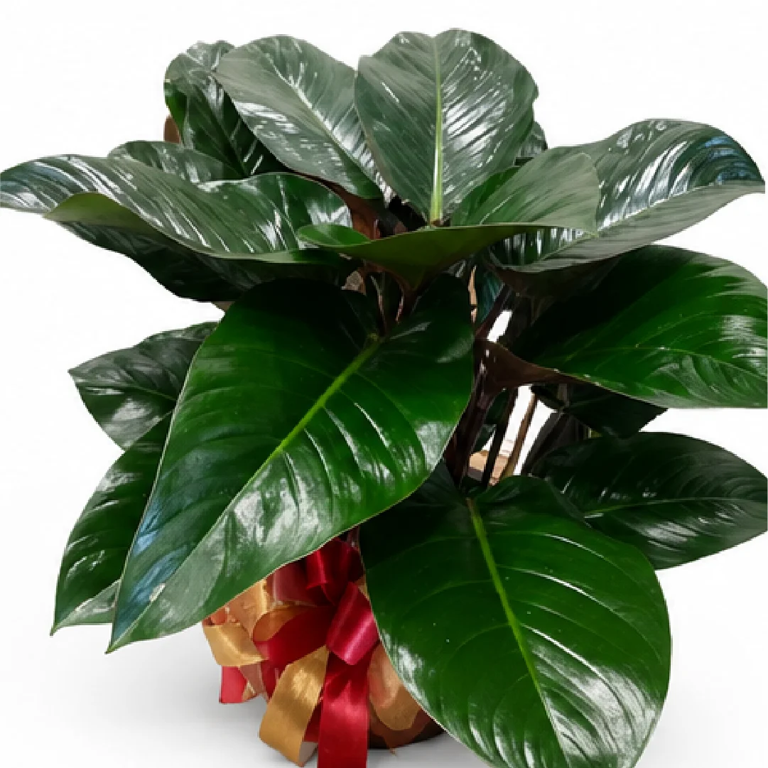Philodendron Rojo Congo