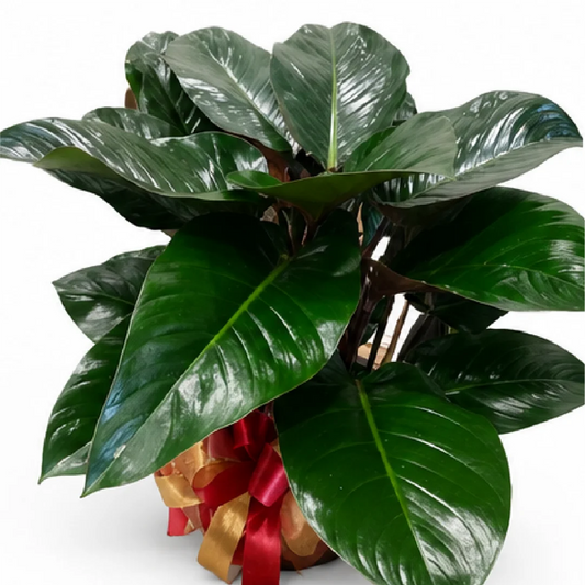 Philodendron Rojo Congo