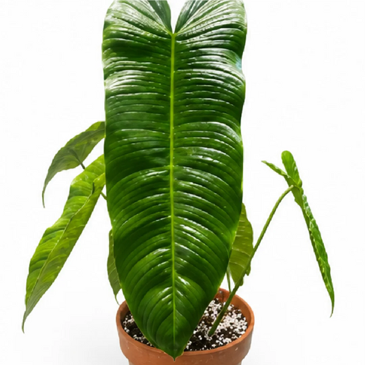 Philodendron Sharoniae