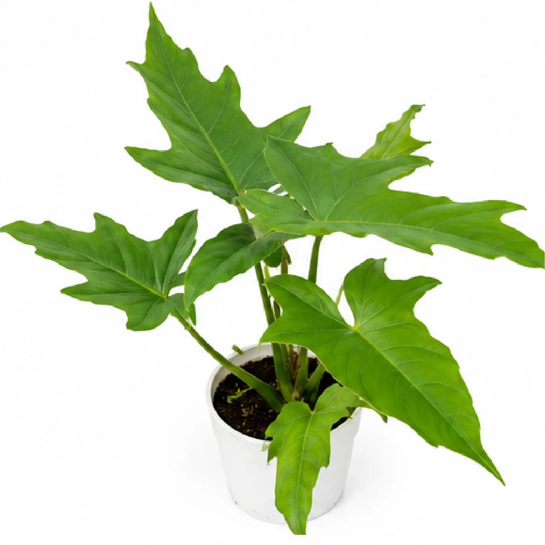 Philodendron Sharoniae San Antonio