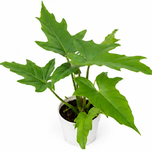 Philodendron Sharoniae San Antonio