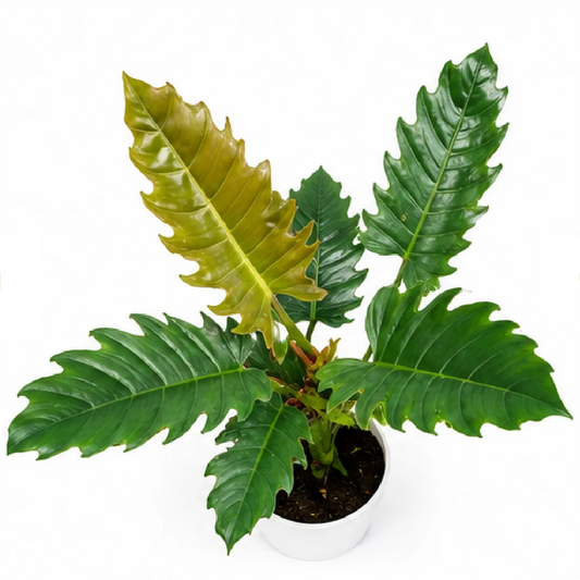 Philodendron Pluto